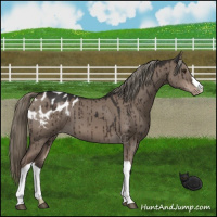 Horse Color:Liver Red Dun Mushroom Varnish Brindle 