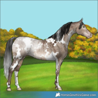Horse Color:Gray White Spotted Sable Champagne Ice Dun Rabicano Brindle