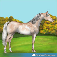 Horse Color:White Spotted Silver Sable Champagne Dun Brindle 