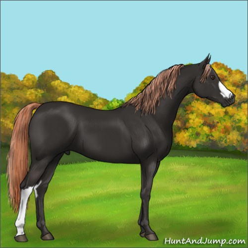 Horse Color:Liver Chestnut 