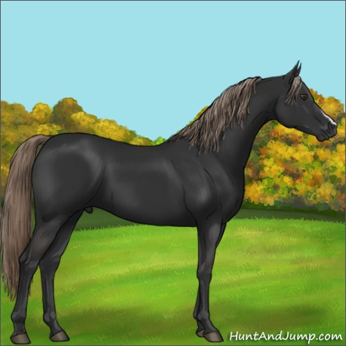 Horse Color:Liver Chestnut 