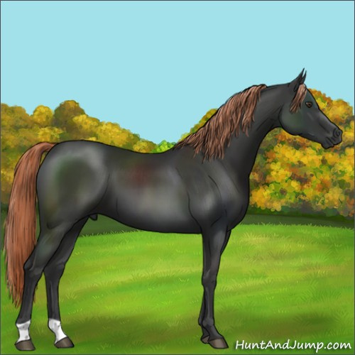 Horse Color:Liver Chestnut 