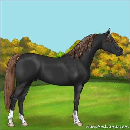Horse Color:Liver Chestnut 