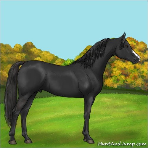 Horse Color:Liver Chestnut 