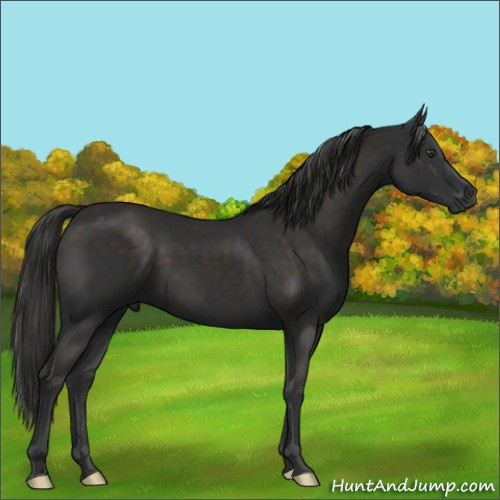 Horse Color:Liver Chestnut 