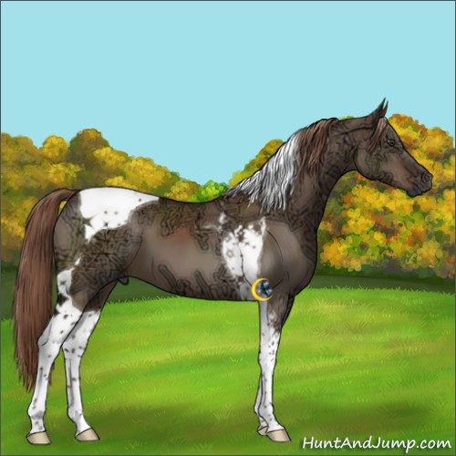 Horse Color:Liver Red Dun Ice Tobiano 