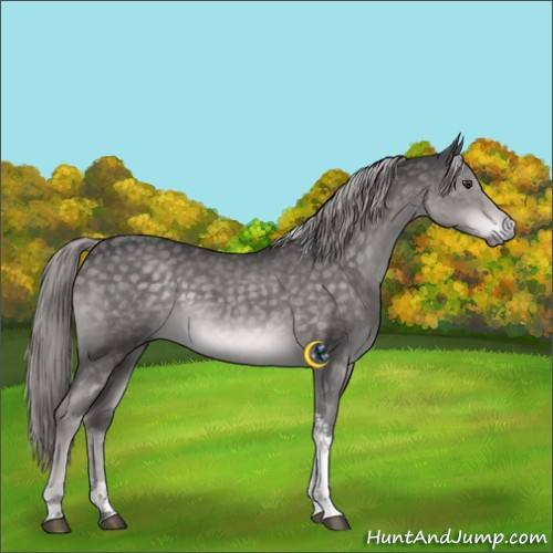 Horse Color:Platinum Chocolate Palomino Tobiano 