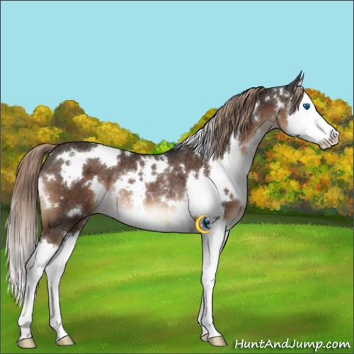 Horse Color:White Spotted Liver Chestnut Splash Rabicano 