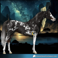 Horse Color:White Spotted Liver Chestnut Ice Splash Tobiano