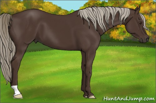 Horse Color:Liver Chestnut 