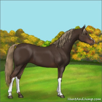 Horse Color:Liver Chestnut 