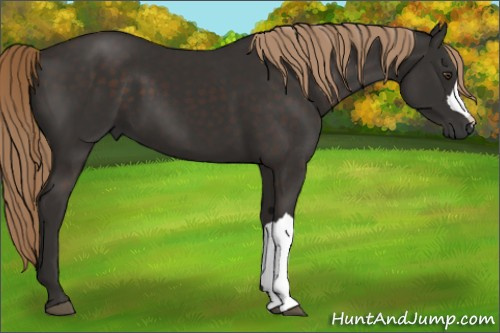 Horse Color:Liver Chestnut 