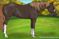 Horse Color:Liver Chestnut 