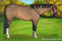 Horse Color:Bay Dun 