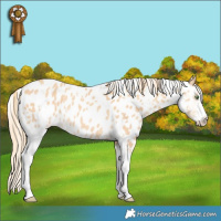 Horse Color:Gold Champagne Sabino Near Leopard Rabicano 