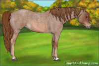 Horse Color:Red Roan 