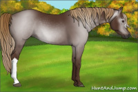 Horse Color:Gray Chestnut 