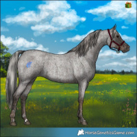 Horse Color:Blue Roan  and Silver Blue Roan 