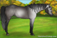Horse Color:Gray Brown 