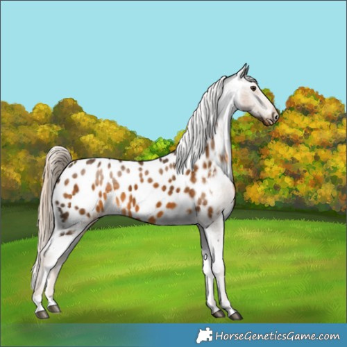 Horse Color:Chocolate Palomino Appaloosa 