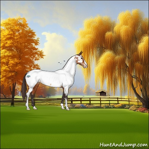 Horse Color:Buckskin Sabino Appaloosa Rabicano