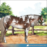 Horse Color:White Spotted Liver Chestnut Sabino 