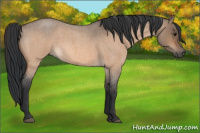 Horse Color:Bay Roan Dun 