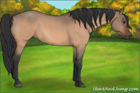 Horse Color:Bay Roan Dun 