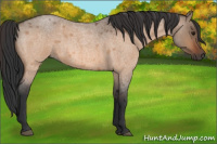 Horse Color:Bay Roan Dun 