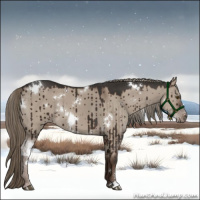 Horse Color:White Spotted Liver Red Dun Mushroom Sabino Brindle