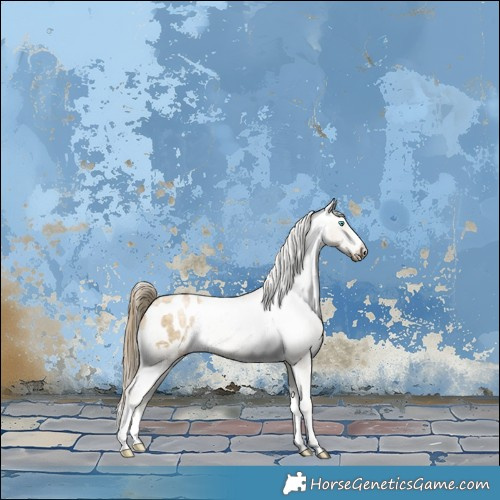 Horse Color:Buckskin Pearl Dun Appaloosa Brindle 