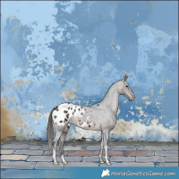 Horse Color:Brown Appaloosa 