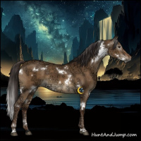 Horse Color:Gray White Spotted Liver Red Dun Ice 