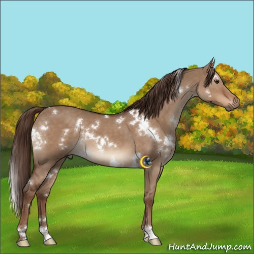 Horse Color:White Spotted Liver Red Dun 