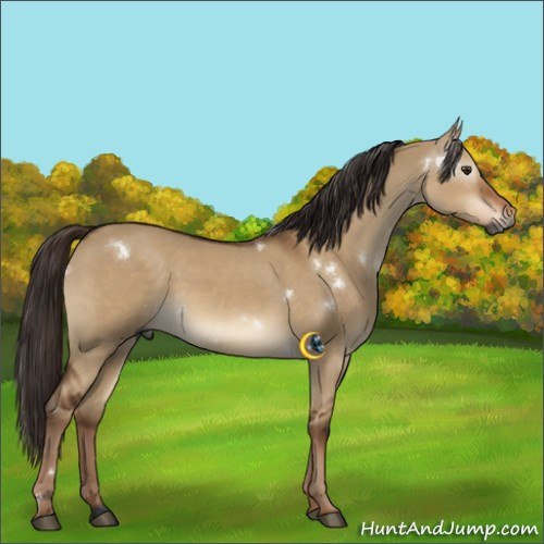Horse Color:Gray White Spotted Liver Red Dun Rabicano 