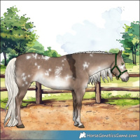Horse Color:White Spotted Liver Red Dun Mushroom Sabino