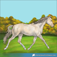 Horse Color:Palomino Ice Roan Dun 