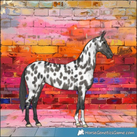 Horse Color:Grullo Near Leopard Brindle 