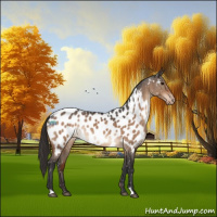 Horse Color:Bay Dun Near Leopard Rabicano 