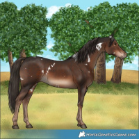 Horse Color:White Spotted Liver Chestnut 