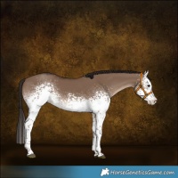 Horse Color:White Spotted Liver Red Dun Sabino 