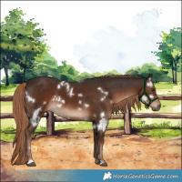 Horse Color:White Spotted Liver Chestnut 
