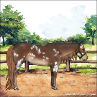 Horse Color:White Spotted Liver Chestnut 