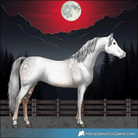 Horse Color:Gray White Spotted Liver Chestnut 