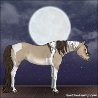 Horse Color:Liver Red Dun Tobiano 