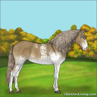 Horse Color:White Spotted Chocolate Palomino Dun 