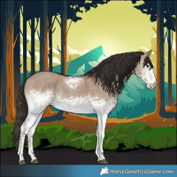 Horse Color:White Spotted Liver Red Dun 