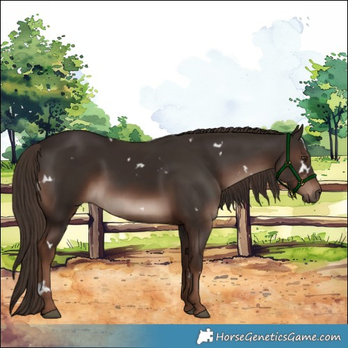 Horse Color:White Spotted Liver Chestnut 