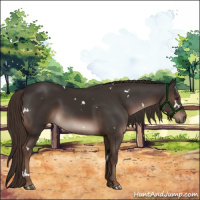 Horse Color:White Spotted Liver Chestnut