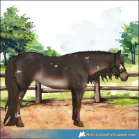 Horse Color:White Spotted Liver Chestnut